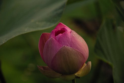 Beautiful Pink Lotus Flower Bud 