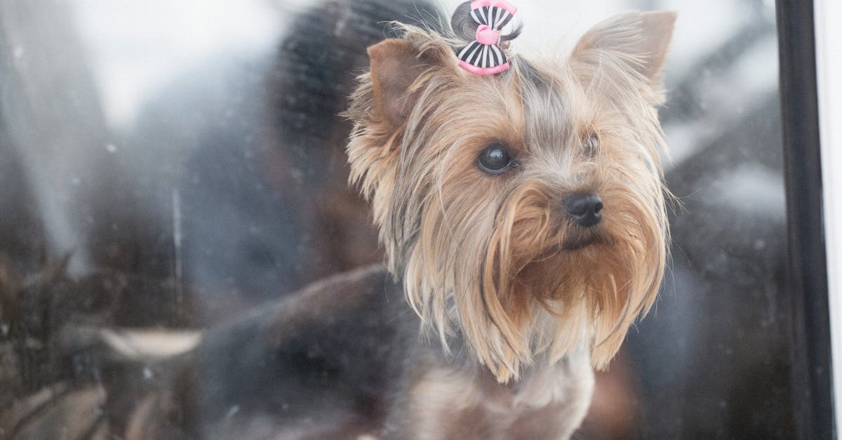 Cute Dog Behind Window · Free Stock Photo