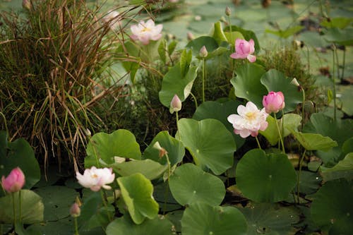 nelumbo nucifera, エキゾチック, セレクティブフォーカスの無料の写真素材