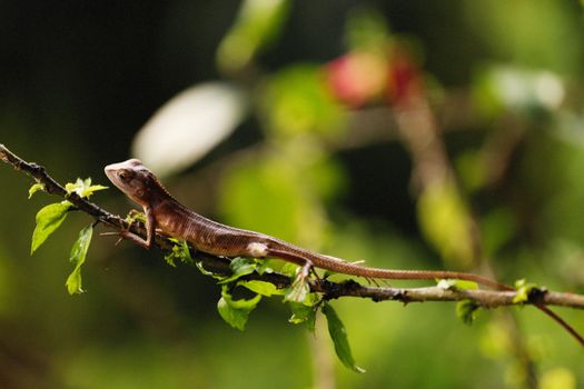 A detailed close-up of a lizard perched on a leafy branch, capturing the essence of nature.