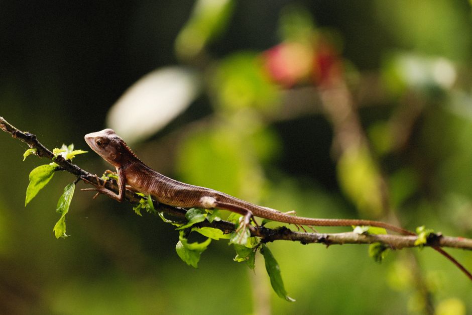 A detailed close-up of a lizard perched on a leafy branch, capturing the essence of nature.