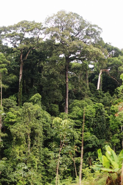 Free Vibrant tropical forest scene capturing towering tree canopies and dense greenery. Stock Photo