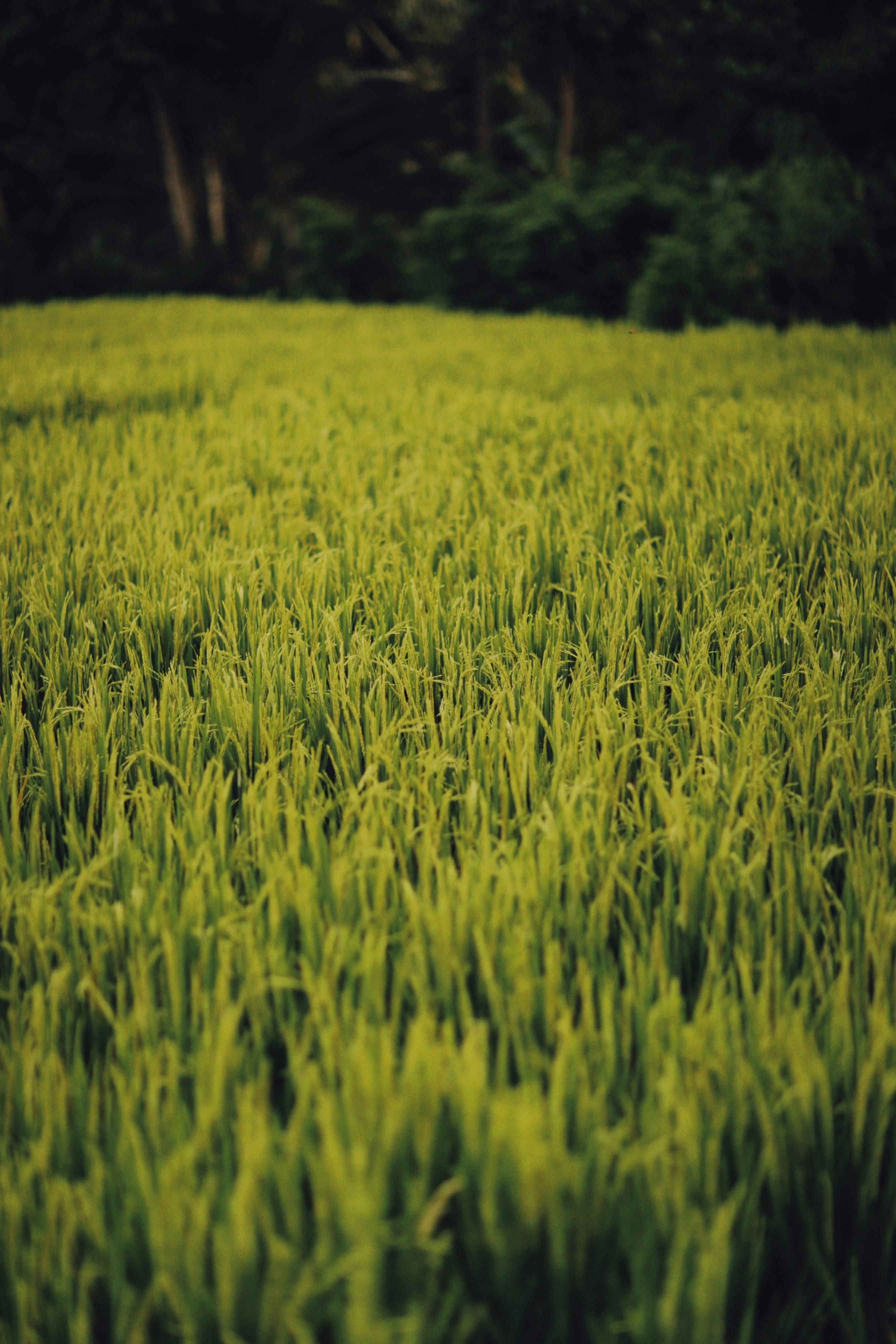 A vibrant green field of crops in a rural countryside setting, emphasizing agriculture and growth.