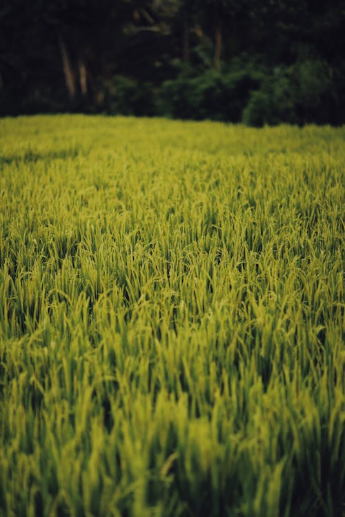 Photos gratuites de agriculture, arbres, campagne