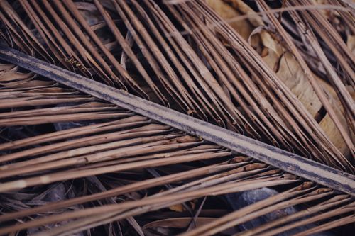 Free A detailed close-up of brown dried palm leaves showcasing texture and patterns. Stock Photo