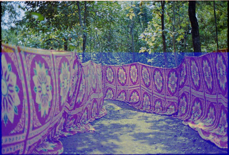 Mandalas Hanging In Forest