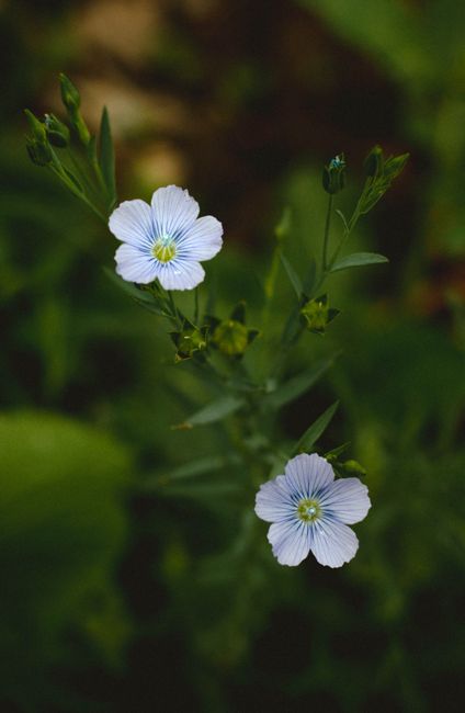 Fotomural Primer plano de delicadas flores de lino púrpura capturadas en los exuberantes paisajes de Nepal.