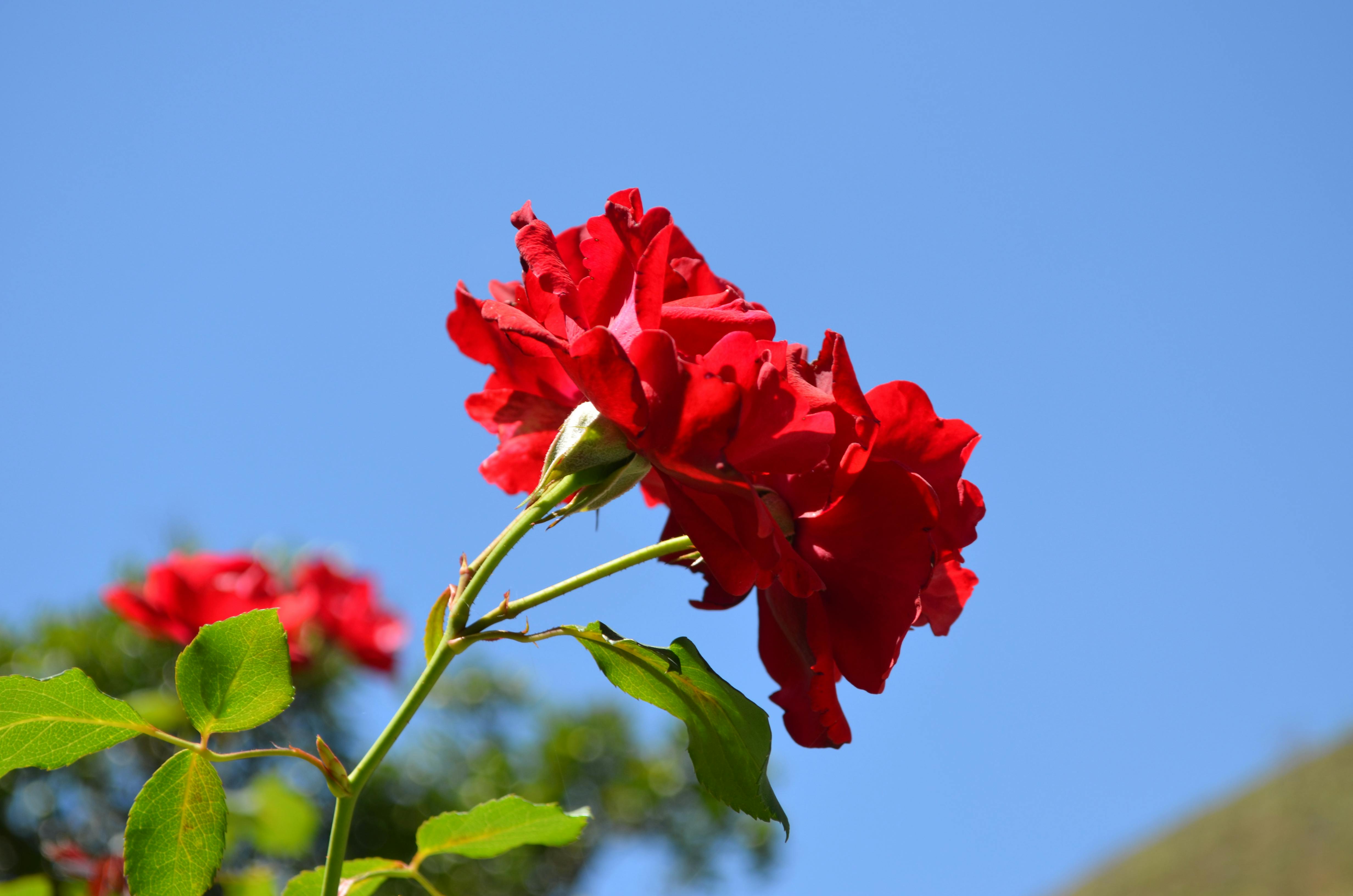 Foto Gratuita Di Fiore Fiori Bellissimi Rosa