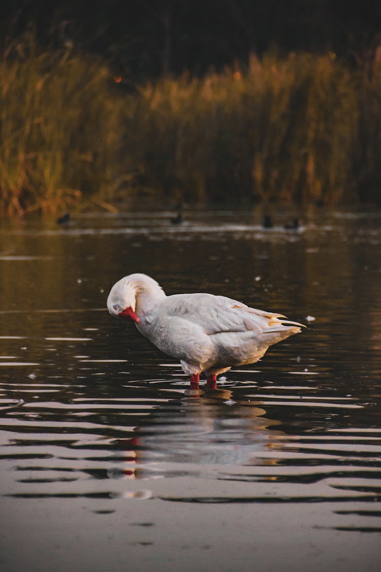 Duck In Water