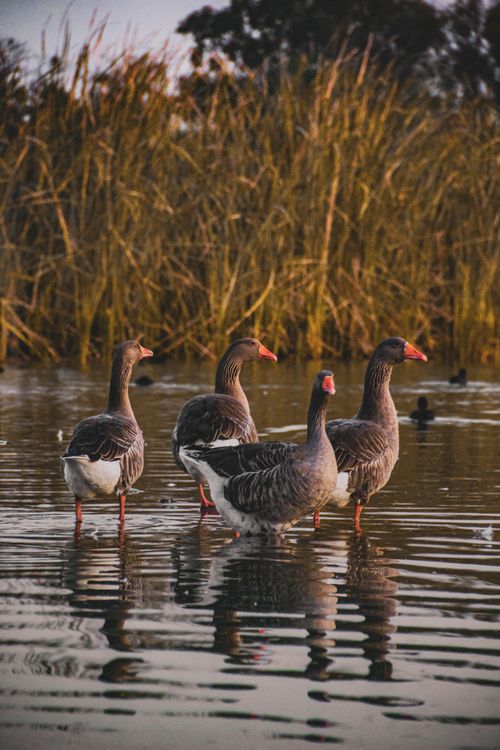 Free Four greylag geese stand gracefully in a tranquil wetland, reflecting natural beauty. Stock Photo