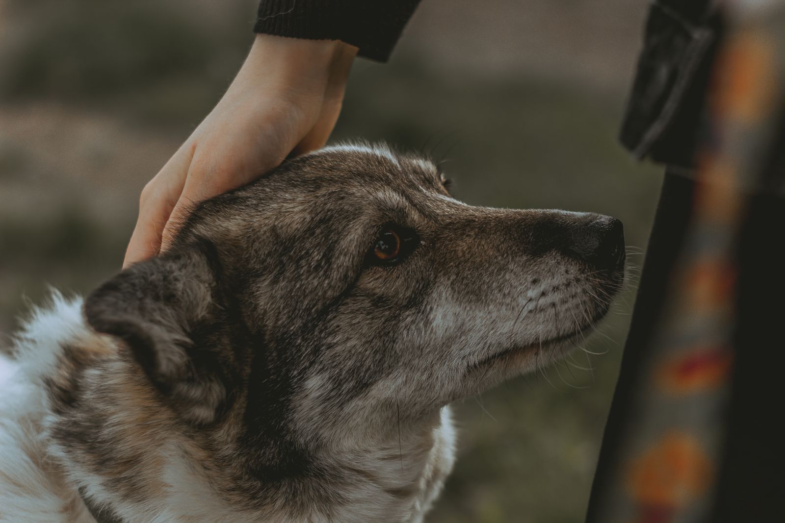 Adult Swedish Vallhund being patted outdoors, photo on Pexels