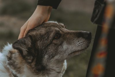 Västgötaspets – hundras