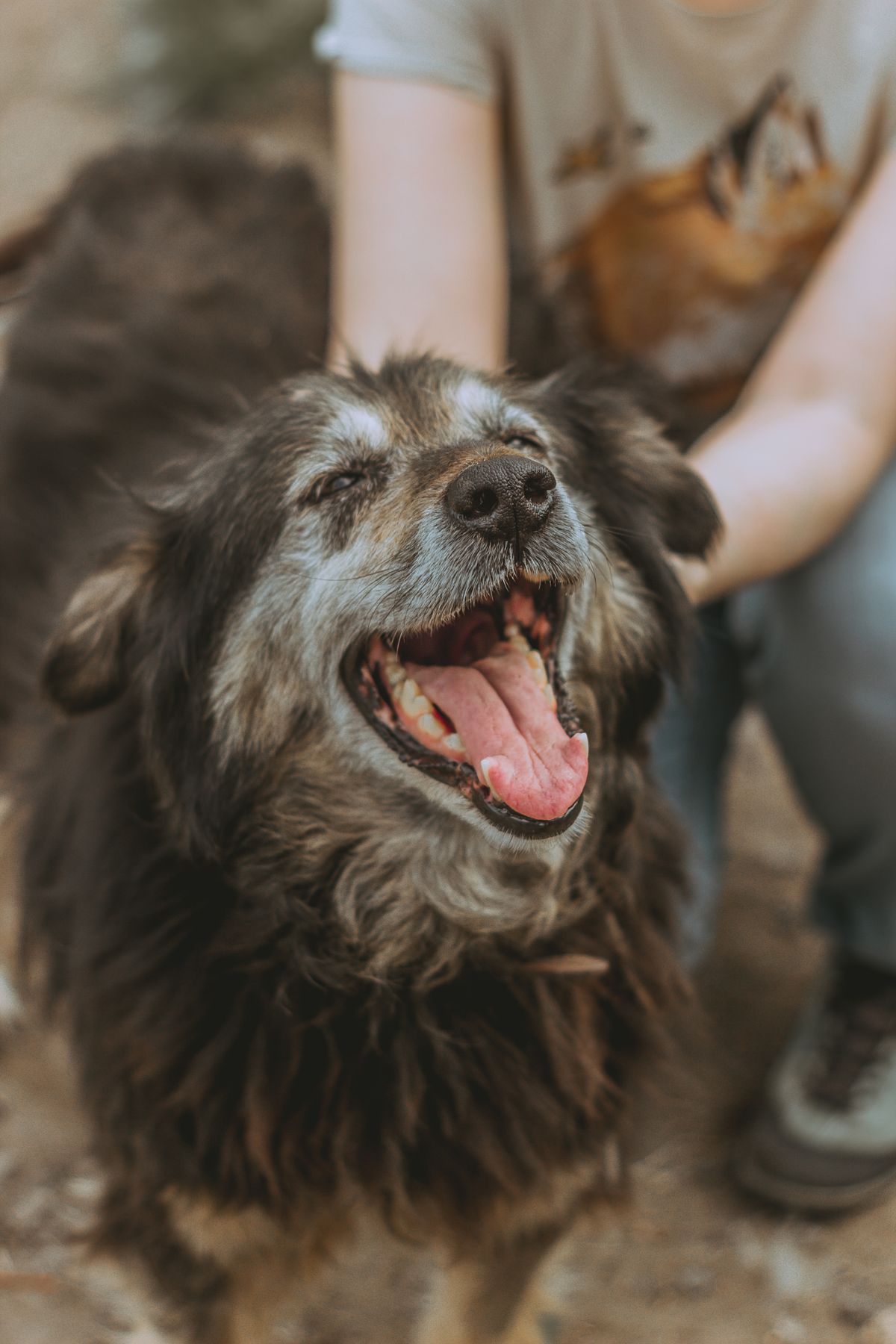 Vibrant senior dog being affectionately petted outdoors