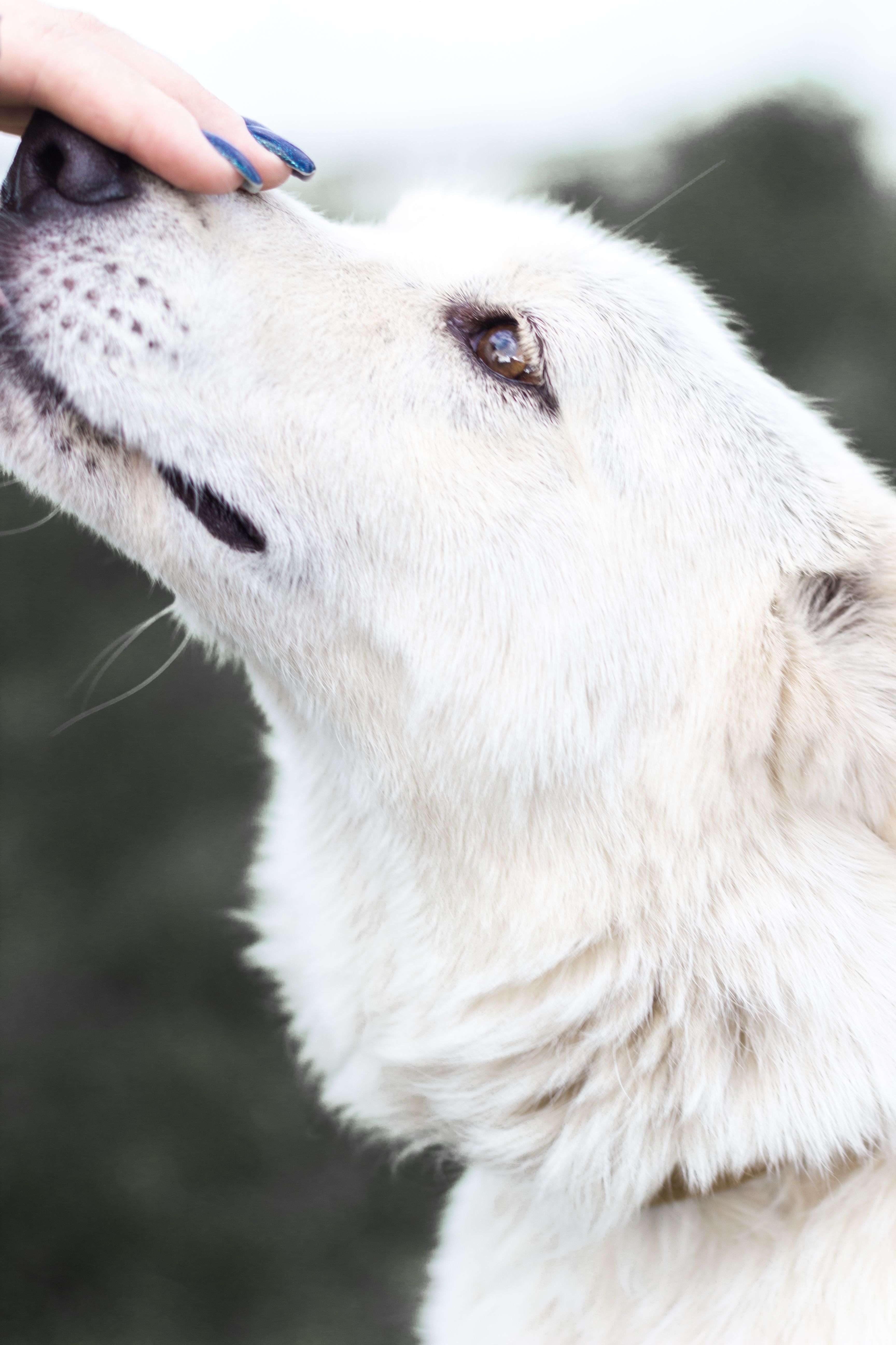 Close Up Photo of a White Dog · Free Stock Photo