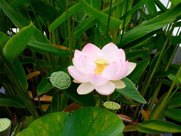 Fleur de lotus sacré rose épanouie parmi les capsules et les feuilles