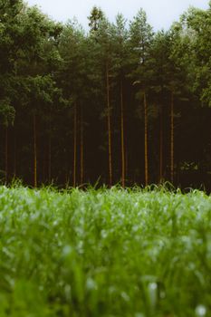 Serene view of tall trees and vibrant green grass on a summer day.