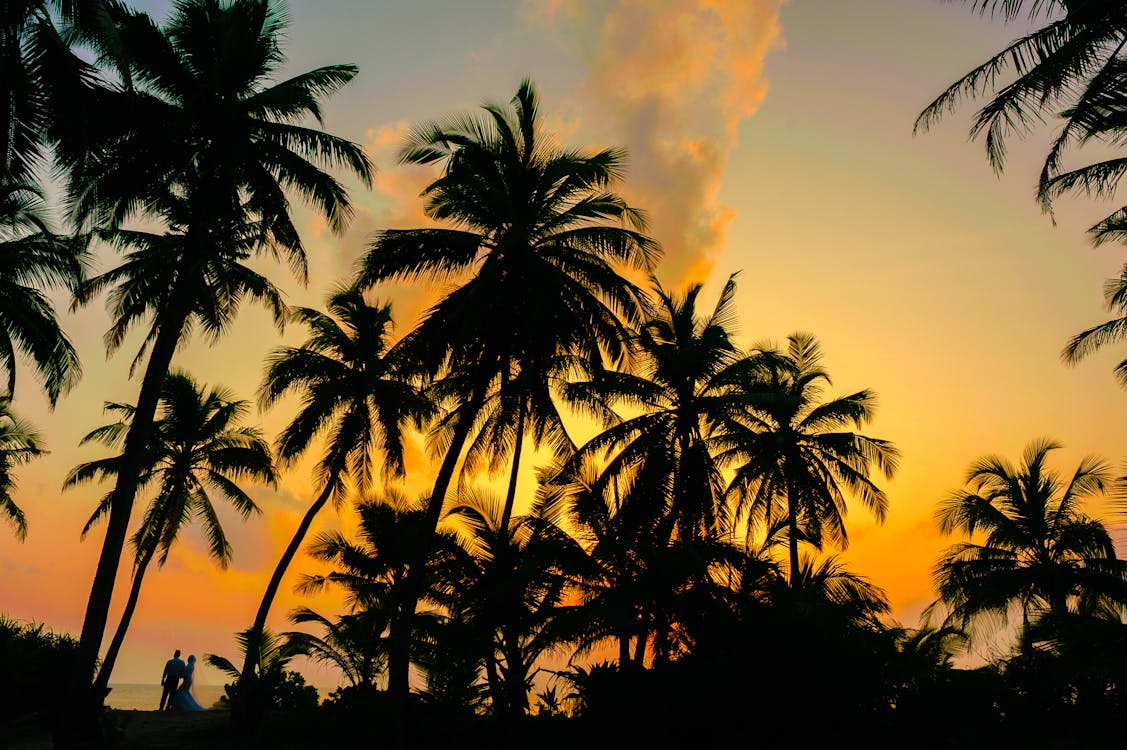 Free Coconut Tree during the Horizon Stock Photo