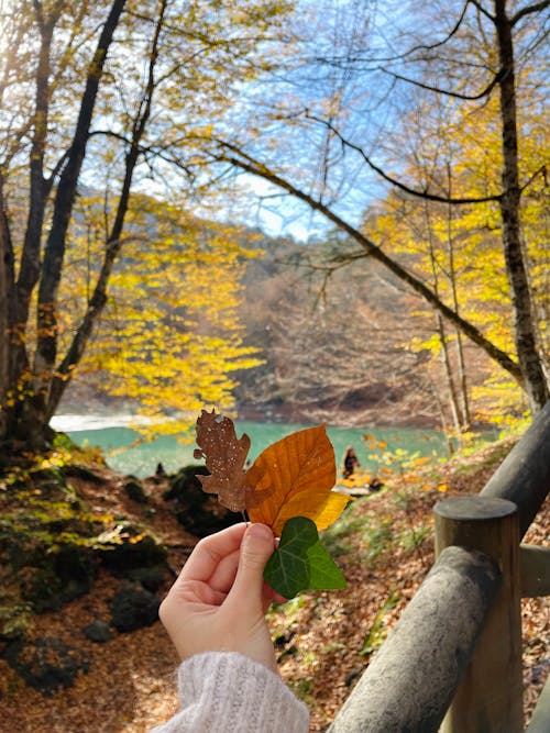 Free stock photo of autumn, autumn atmosphere, autumn background Stock Photo