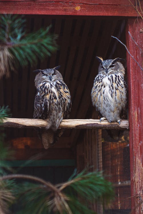 Owls Perched on a Stick