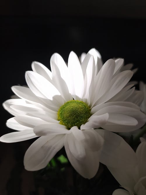 Zadarmo Fotobanka s bezplatnými fotkami na tému biely kvet, flóra, kvet ovocného stromu Fotka z fotobanky