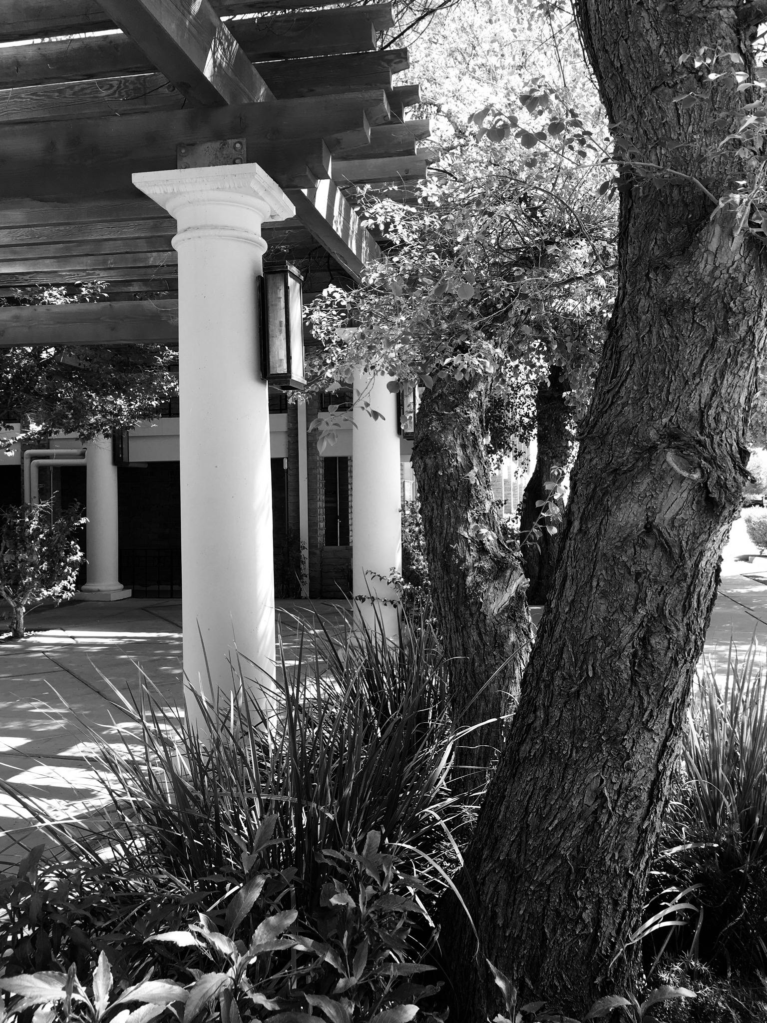 Free stock photo of black and white, patio, trees