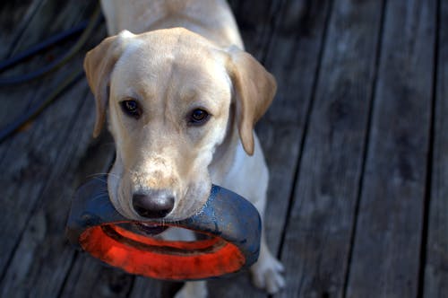 Labrador Retriever Fulvo Com Anel Preto Na Boca