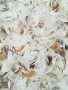 Pile of White Feathers