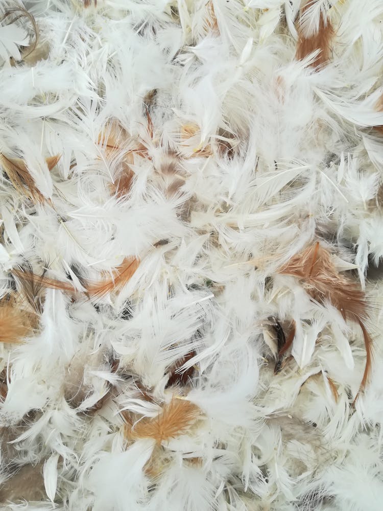 Pile Of White Feathers