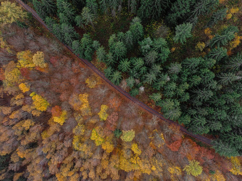 Aerial Photography of Autumn Trees in the Forest · Free Stock Photo