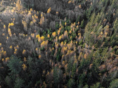 Aerial shot of a vibrant autumn forest in Ilmenau, Germany, showcasing colorful trees.