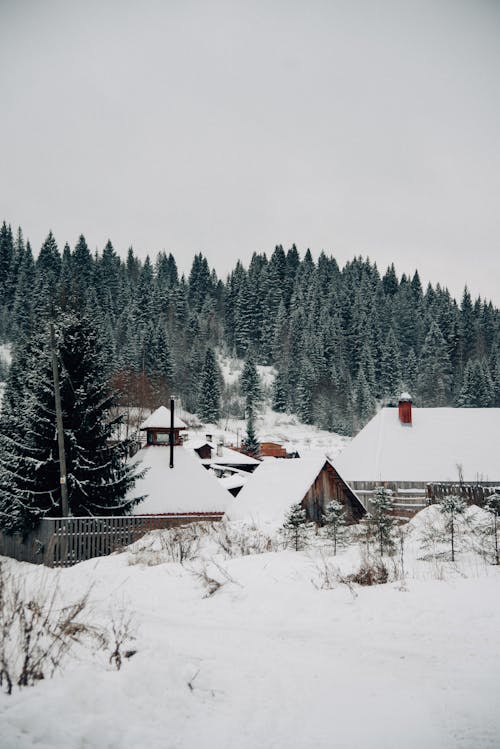 Photos gratuites de arbres, des villages, fond d'écran mobile