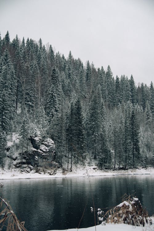 A Lake and a Forest in Winter