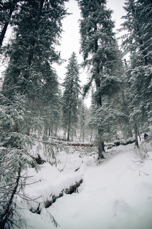 Immagine gratuita di alberi, boschi, conifera