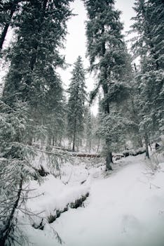 A serene winter forest scene with snow-laden conifers and a peaceful atmosphere.