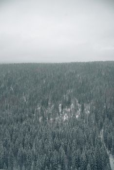 A vast, tranquil forest blanketed in snow under an overcast winter sky.