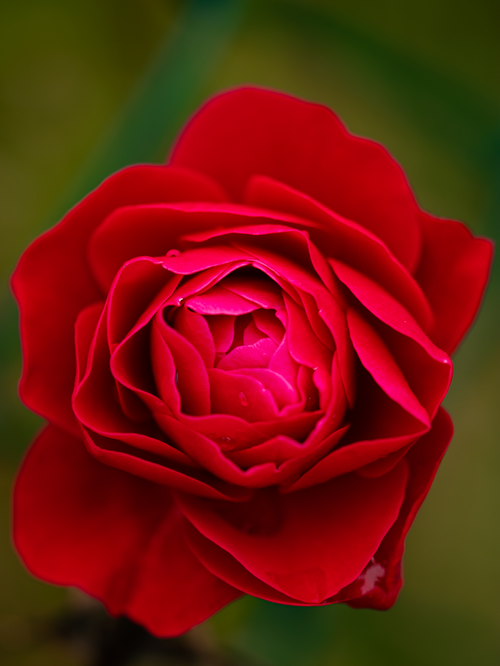 Free Close-up macro photo capturing the vibrant details of a red rose bloom. Stock Photo