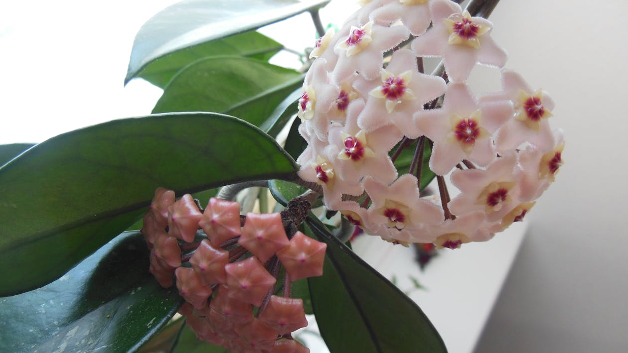 Hoya plant in bloom