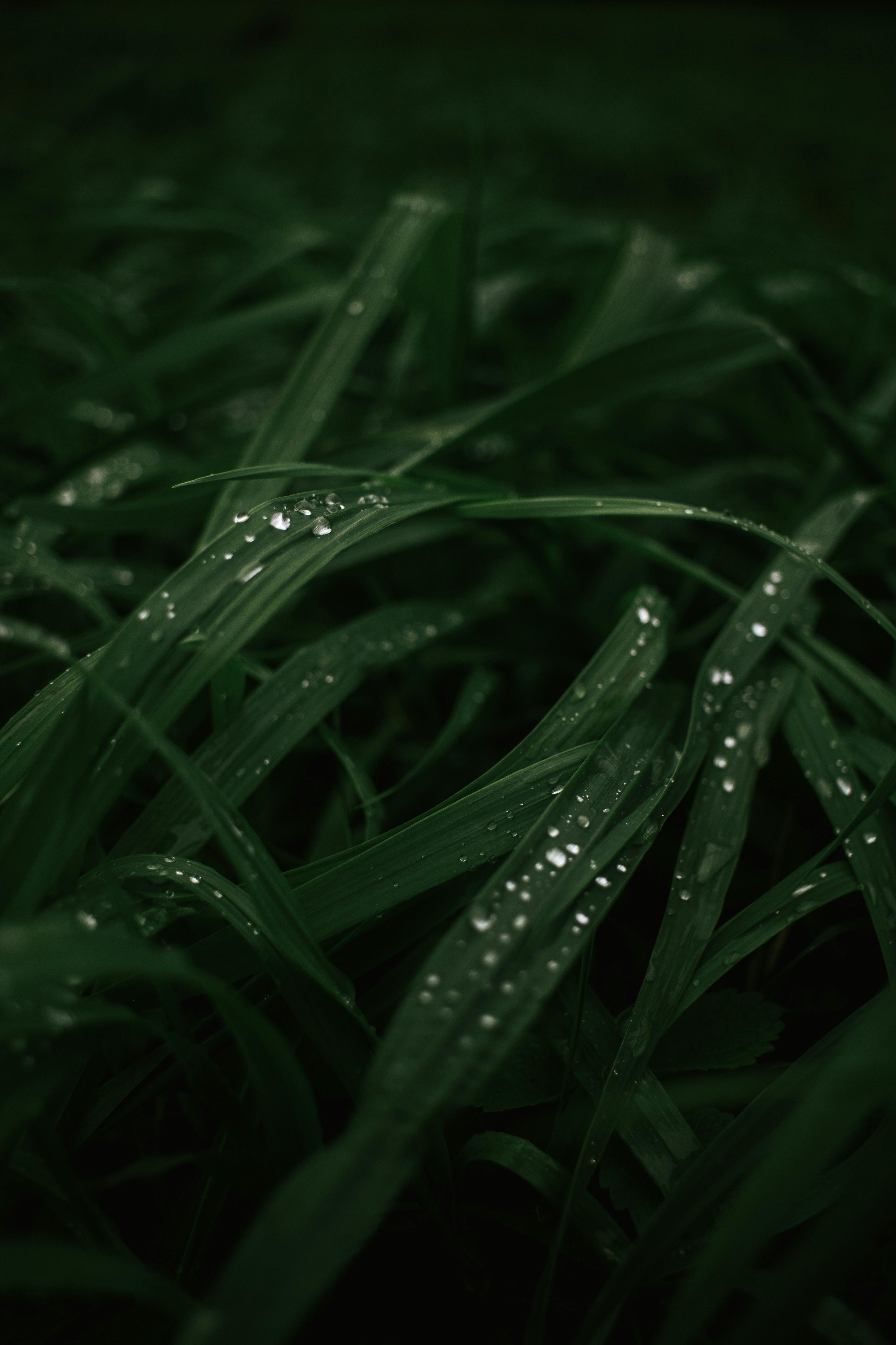 Green Grass at Daytime · Free Stock Photo