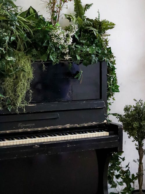 Close-up of a Piano with Green Plants