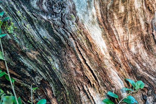 Brown Tree Trunk With Green Leaves