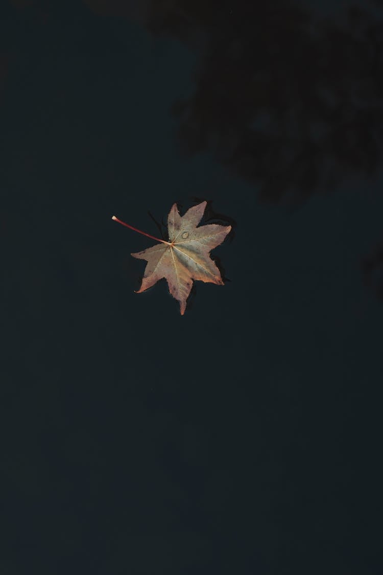 Maple Leaf Floating On Water