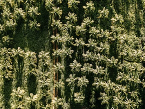 Photos gratuites de exotique, palmiers, photo avec un drone