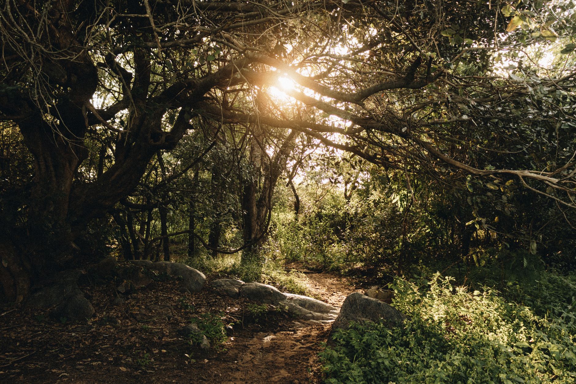 Kaya Kinondo Sacred Forest
