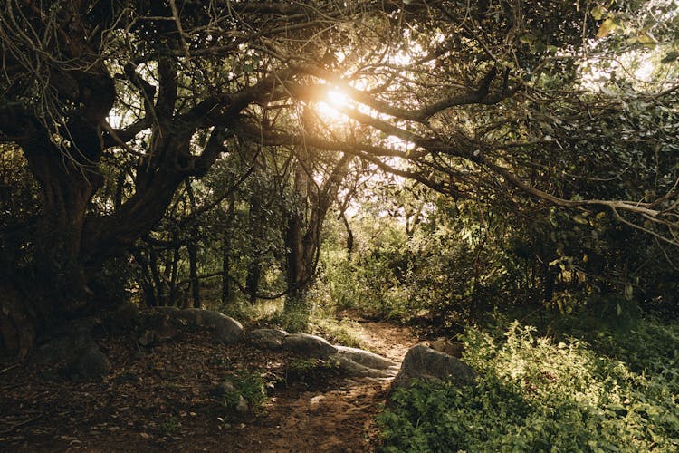 Sunlight Shining Through The Forest