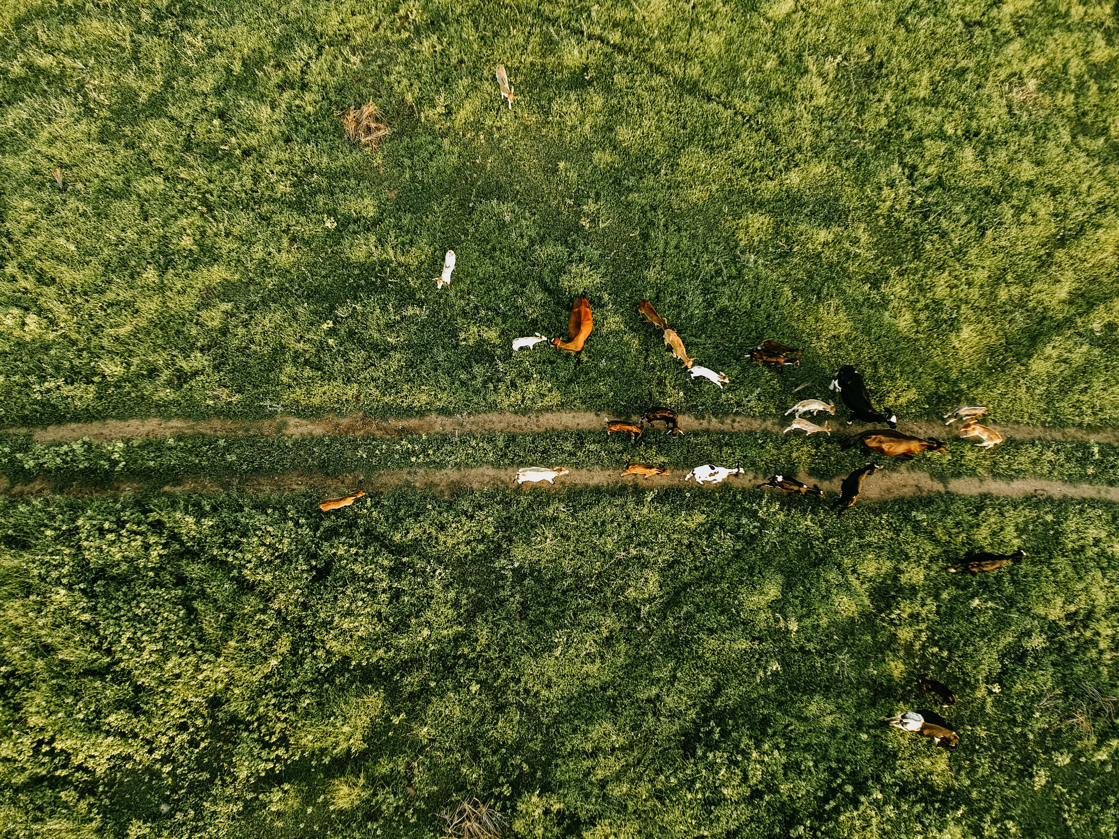 Aerial photo showing cattle grazing on a green farm in Paulista, Brazil.