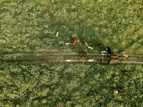 Foto profissional grátis de aerofotografia, animais da fazenda, campina