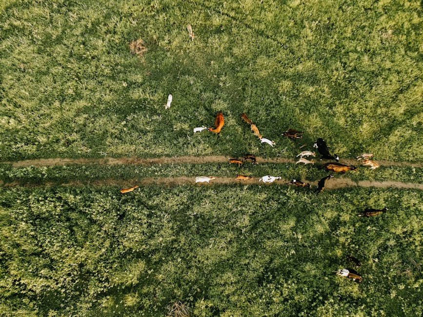 Aerial photo showing cattle grazing on a green farm in Paulista, Brazil.