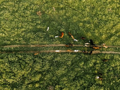 Free Aerial photo showing cattle grazing on a green farm in Paulista, Brazil. Stock Photo
