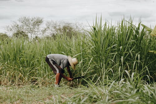 Foto stok gratis agrikultura, bekerja, cenchrus purpureus