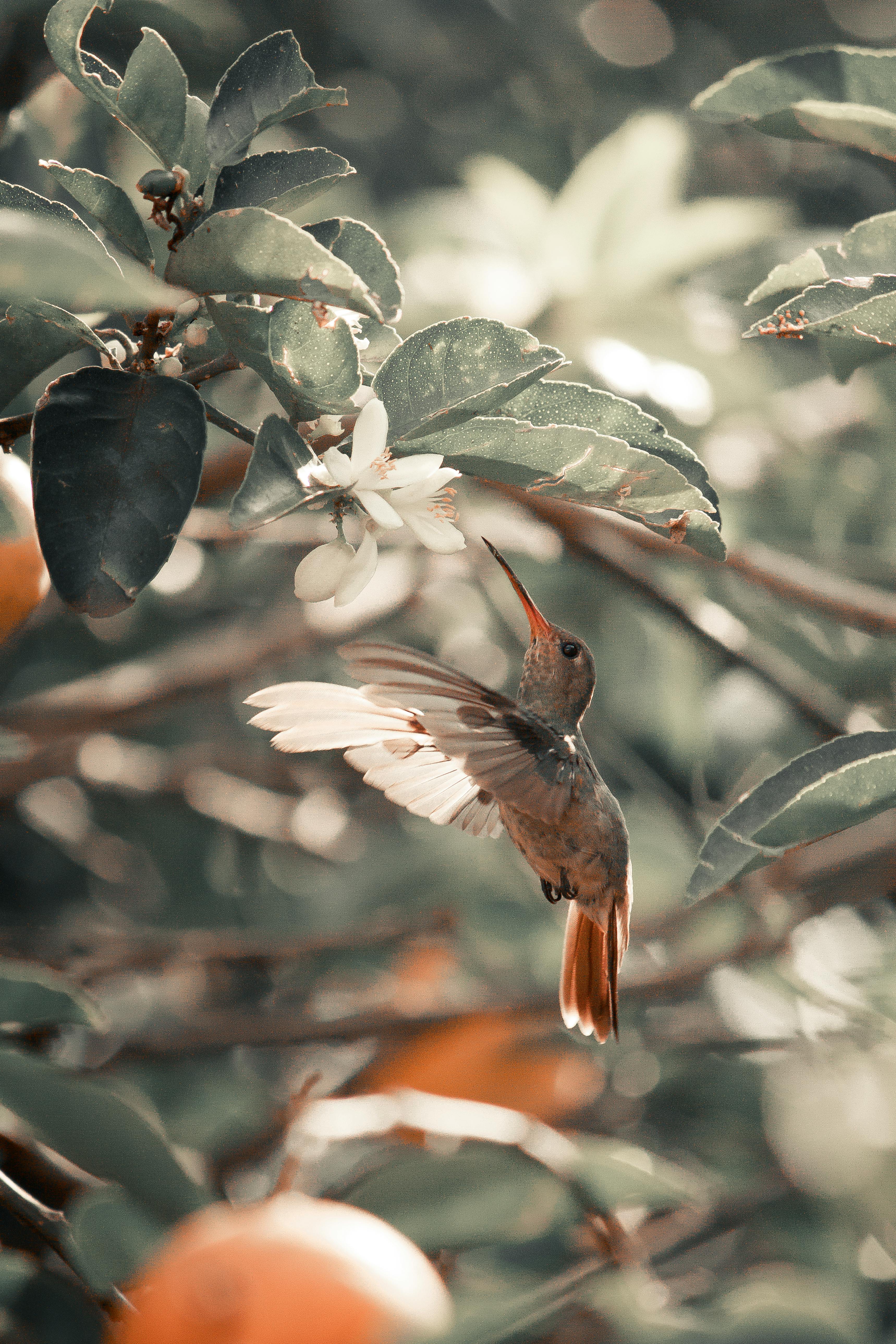 hummingbird photography tumblr